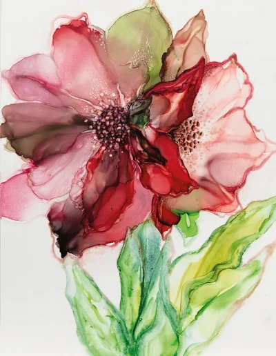 Amaryllis
