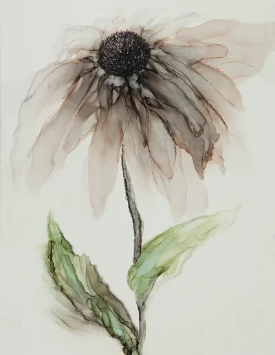 Echinacea